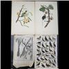 Image 1 : Lot Of 4 Very Old Antique French Etchings & Colored Prints Of Birds
