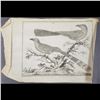 Image 2 : Lot Of 4 Very Old Antique French Etchings & Colored Prints Of Birds