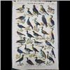 Image 8 : Lot Of 4 Very Old Antique French Etchings & Colored Prints Of Birds