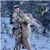 Image 2 : 5-DAY ARIZONA MOUNTAIN LION HUNT WITH HOUNDS FOR 1 HUNTER