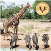 Image 2 : 7-NIGHT ALL-INCLUSIVE AFRICA PLAINS GAME HUNT FOR 6 HUNTERS