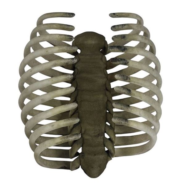 Ant-Man and the Wasp: Quantumania (2023) - Bill Murray Table Decoration Rib Cage