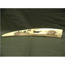 Outstanding 20.5" walrus tusk scrimmed by Mla, scrimshawed with 4 masted schooner, seal, walruses, w