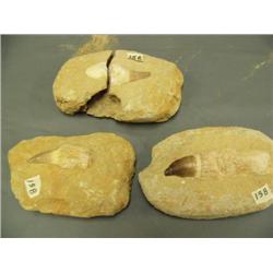 Three cave bear teeth (3)