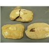 Image 1 : Three cave bear teeth (3)