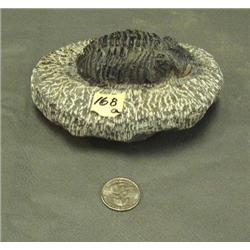 CHOICE ON TWO: 4.75" fossil (3)