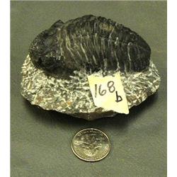 CHOICE ON TWO: 4.75" fossil (3)