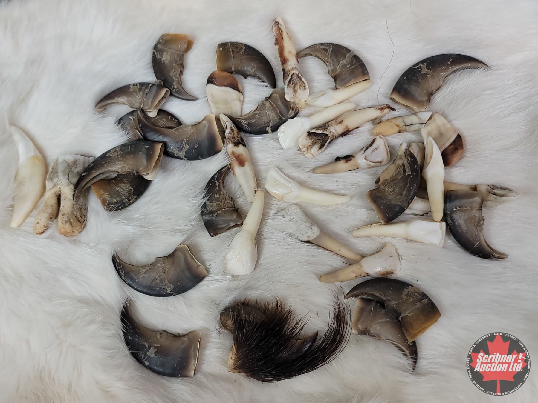 Predator Claw Rabbit Pelt w/Variety of Predator Claws & Teeth (SEE PICS!) (Listing ...