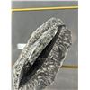 Image 2 : Orthocerras Fossil Specimen. Retail Price $600.00