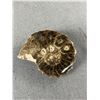 Image 2 : Ammonite Fossil. Retails $450.00
