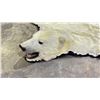 Image 2 : POLAR BEAR RUG WITH PAPERS APPROX 104" FROM NOSE TO TAIL