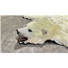 Image 2 : POLAR BEAR RUG WITH PAPERS APPROX 75" FROM NOSE TO TAIL