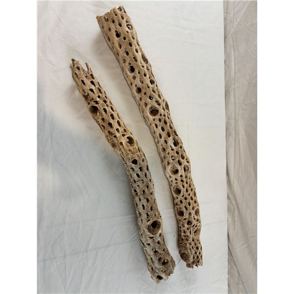 Dried Cholla Cactus