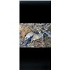 Image 9 : BIG GAME HARVESTED ON THE FARM IMAGES