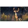 Image 14 : 777 Ranch: TEXAS HUNT For (1) Hunter & (1) Observer for (3) Days & (2) Nights