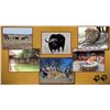 Image 3 : Du Duine Safaris: SOUTH AFRICAN SAFARI for (2) Hunters for (5) Hunting Days