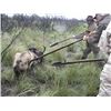 Image 13 : Anuritay Ranch: ARGENTINA BIG GAME HUNT for (2) Hunters for (7) Days