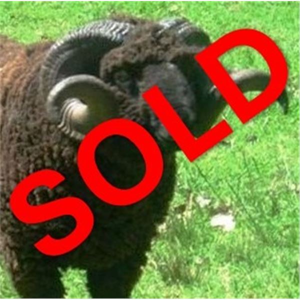 Anuritay Ranch: ARGENTINA BIG GAME HUNT for (2) Hunters for (7) Days