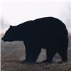 Image 5 : Adairs Wilderness: CANADIAN BLACK BEAR HUNT for (2) Bear (2) Hunters & (2) Paid Hunters for (5) Days