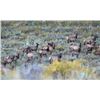 Image 10 : Lickity Split Outfitters: UTAH GUIDED COW ELK HUNT for (1) Hunter for (3) Days