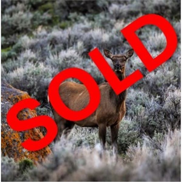 Lickity Split Outfitters: UTAH GUIDED COW ELK HUNT for (1) Hunter for (3) Days
