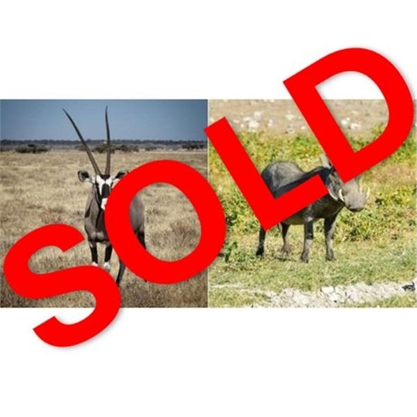 Wildest International: NAMIBIA HUNTING SAFARI FOR ORYX AND WARTHOG for (3) Hunters for (6) Days