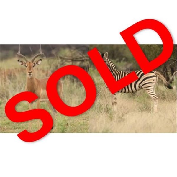 Deko Safaris: SOUTH AFRICAN HUNT FOR IMPALA & ZEBRA for (4) Hunters and (4) Observers for (6) Nights