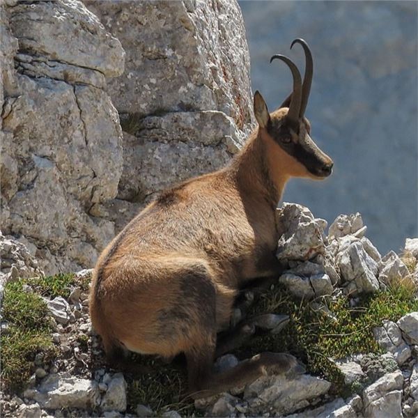Iber Hunts: SPAIN HUNT FOR MALE PYRENEAN CHAMOIS for (1) Hunter and (1) Observer for (3) Days