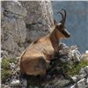 Image 1 : Iber Hunts: SPAIN HUNT FOR MALE PYRENEAN CHAMOIS for (1) Hunter and (1) Observer for (3) Days