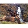 Image 7 : Iber Hunts: SPAIN HUNT FOR MALE PYRENEAN CHAMOIS for (1) Hunter and (1) Observer for (3) Days