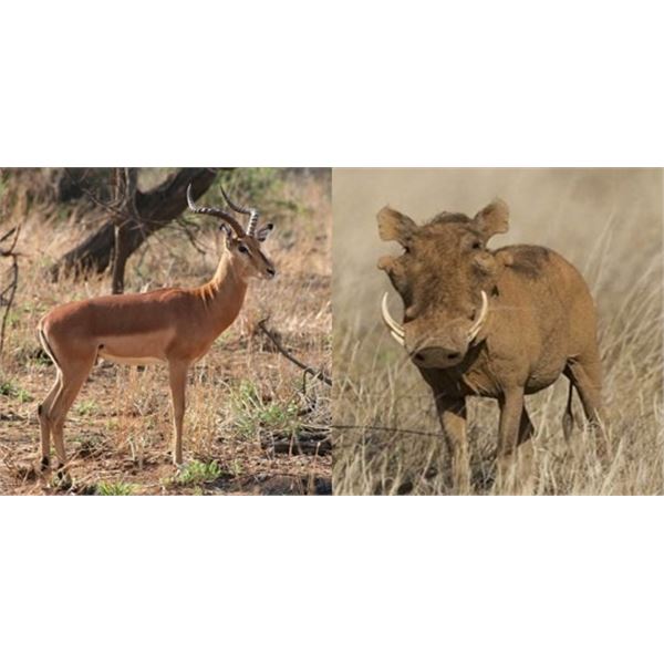 Kido Safaris: SOUTH AFRICAN HUNT FOR IMPALA AND WARTHOG for (2) People for (7) days