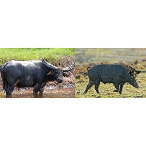 Wildest International: AUSTRALIA HUNT FOR (2) BUFFALO COWS AND (2) PIGS for (2) Hunters for (7) Days