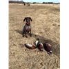 Image 3 : Wings North: PHEASANT BIRD HUNTING IN MINNESOTA for (1 to 4) hunters for 1/2 day