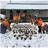 Image 9 : Wings North: PHEASANT BIRD HUNTING IN MINNESOTA for (1 to 4) hunters for 1/2 day