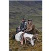 Image 10 : D & L Outfitters & Wolverine Outfitter: ALASKA DALL SHEEP for (1) Hunter for 10 Days