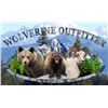 Image 13 : D & L Outfitters & Wolverine Outfitter: ALASKA DALL SHEEP for (1) Hunter for 10 Days