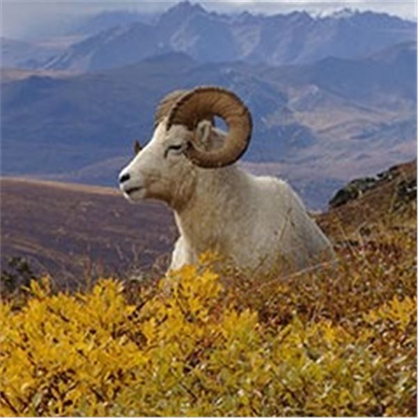 D & L Outfitters & Wolverine Outfitter: ALASKA DALL SHEEP for (1) Hunter for 10 Days