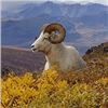 Image 1 : D & L Outfitters & Wolverine Outfitter: ALASKA DALL SHEEP for (1) Hunter for 10 Days