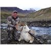 Image 9 : D & L Outfitters & Wolverine Outfitter: ALASKA DALL SHEEP for (1) Hunter for 10 Days
