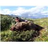 Image 10 : D & L Outfitters & Wolverine Outfitter: ALASKA GRIZZLY BEAR & WOLF HUNT for (1) Hunter for 10 Day