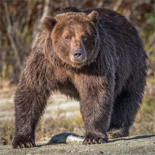 D & L Outfitters & Wolverine Outfitter: ALASKA GRIZZLY BEAR & WOLF HUNT for (1) Hunter for 10 Day