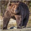 Image 1 : D & L Outfitters & Wolverine Outfitter: ALASKA GRIZZLY BEAR & WOLF HUNT for (1) Hunter for 10 Day