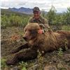 Image 7 : D & L Outfitters & Wolverine Outfitter: ALASKA GRIZZLY BEAR & WOLF HUNT for (1) Hunter for 10 Day