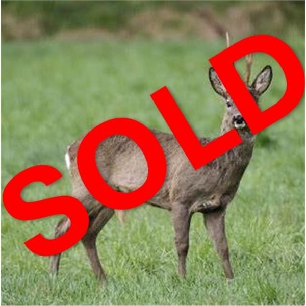 European Hunting Adventures: ROE DEER for (2) Hunters or (1) Hunter & (1) Observer for 6 Nights