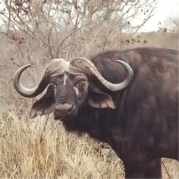 Trompettersfontein Safaris:SOUTH AFRICA COW BUFFALO & PLAINS GAME HUNTS for (2) Hunters for (7) Days