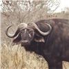 Image 1 : Trompettersfontein Safaris:SOUTH AFRICA COW BUFFALO & PLAINS GAME HUNTS for (2) Hunters for (7) Days