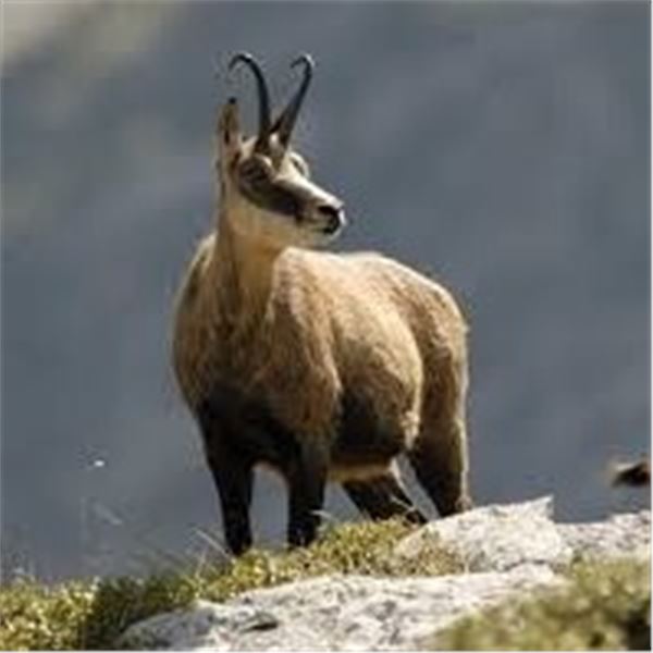 European Hunting Adventures: SERBIA CHAMOIS HUNT for (2) Hunters or (1) Hunter & (1) Obser, 6 Nights