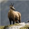 Image 1 : European Hunting Adventures: SERBIA CHAMOIS HUNT for (2) Hunters or (1) Hunter & (1) Obser, 6 Nights