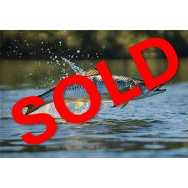 T's Guide Service: FLORIDA TARPON FLY FISHING TRIP for 1-2 Anglers for 3/4 Day