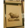 Image 3 : lot of 5 early pictures of fish, walruses, seals, manna rays and sharks (3)